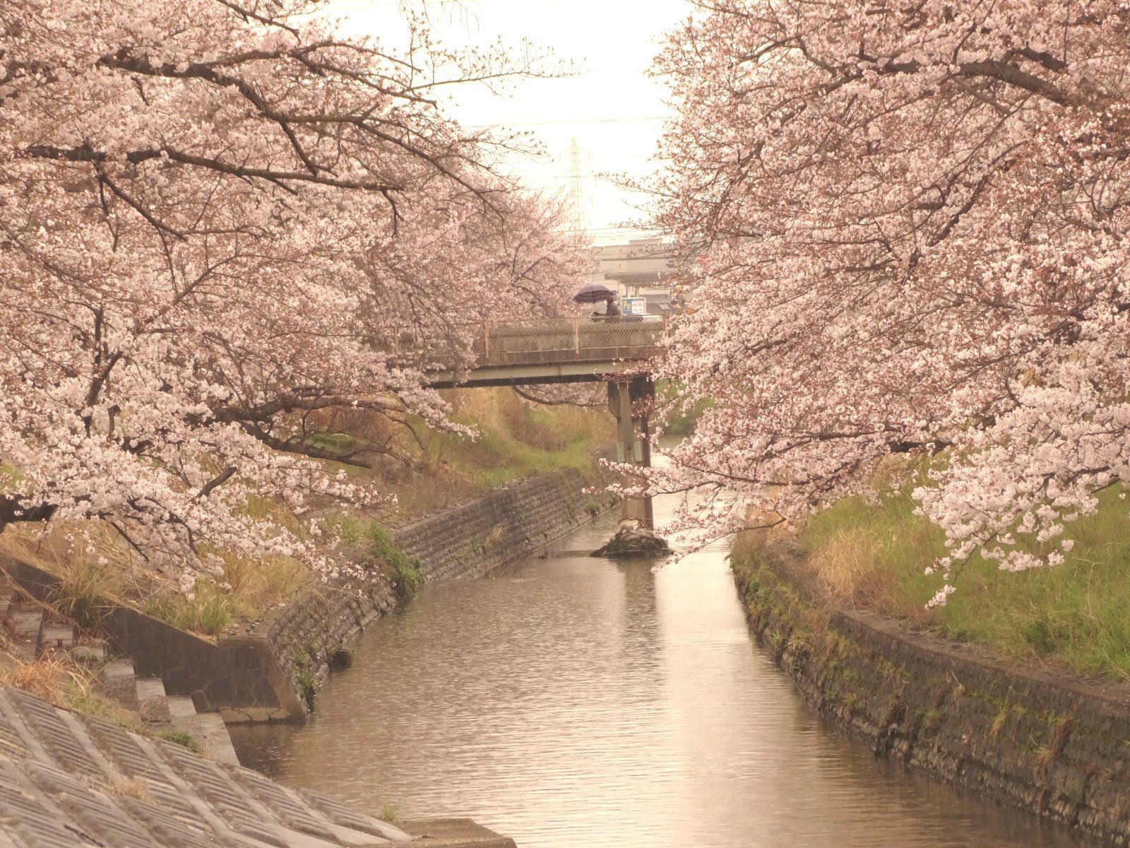 🌸 오나카 공원 (오나카 코엔) 이미지 6